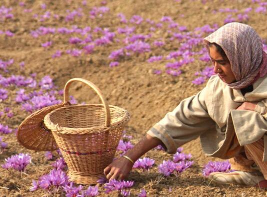 伊朗藏红花生产基地