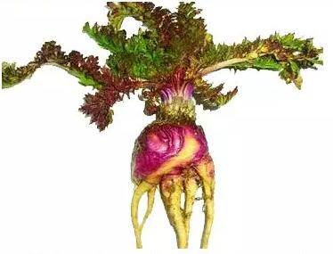 紫玛卡植株图片