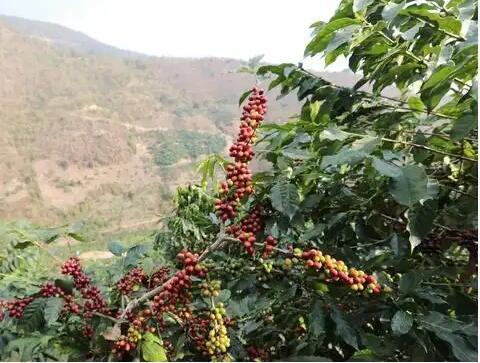 云南咖啡种植市场蕴含巨大潜力
